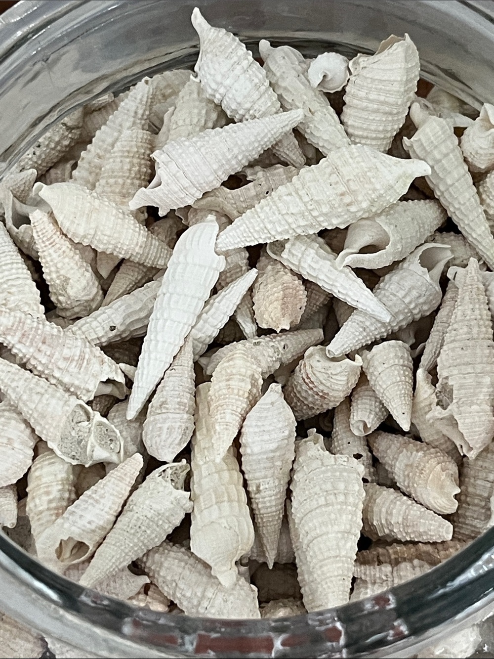 Natural White Spiral Sea Shell Decorative Jar Accents 200 + From SW Florida